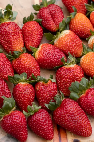 fresas del volcan sesion fotografica costa rica h
