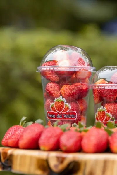 fresas del volcan sesion fotografica costa rica h